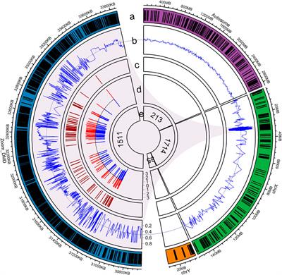 Haplotype-Based Noninvasive Prenatal Diagnosis of 21 Families With Duchenne Muscular Dystrophy: Real-World Clinical Data in China